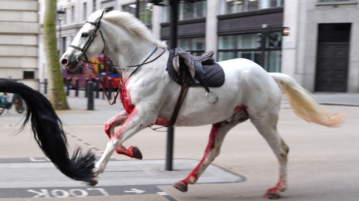 Dva koně, kteří řádili v centru Londýna, prodělali operace a jsou ve vážném stavu